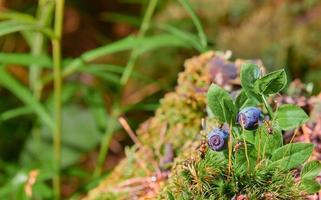 Blueberries on moss, ants on a bush with berries, close-up, selective focus. Berry picking season. Idea for wallpaper banner about forest ecosystem photo