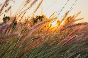 Close-up of ornamental grass in the rays of the sun, selective focus on the grass, sunset on the coast of Turkey. Background idea or screen wallpaper with space for text photo