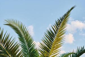 primer plano de hojas de palma contra el fondo del cielo azul, protectores de pantalla y fondo para publicidad, idea de papel tapiz. vacaciones de verano en el mar mediterráneo. foto