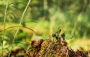 las hormigas rojas corren sobre un viejo tocón, un arbusto de arándanos contra el fondo de un bosque. fondo de bosque verde con copia de espacio libre. la idea del ecosistema de la naturaleza, el cuidado del bienestar de la ecología foto