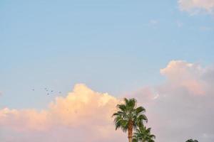 Natural landscape, palm trees against a blue sky with clouds, a warm sunset on the coast of Turkey, seagulls fly to the sea, an idea for a background or wallpaper for a screen with space for text photo