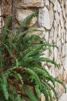 Fern bush on a stone wall, vertical frame, selective focus. Background idea about home plants, urban environment photo