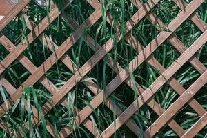 Wooden lattice overgrown with greenery. Grass foliage with green and white leaves, on garden trellis, background or screensaver for nature banner photo