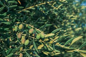 Green olives hang on a tree, close-up and selective focus, ripening olives for cooking oil. Background idea for advertising oil or farm products photo