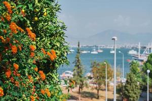 Flowering bushes on the background of the bay with yachts, selective focus on the bushes, idea for a postcard or background, vacation and trip to the sea photo