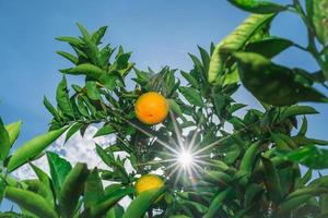 naranjas maduras, el sol brilla en el marco a través del follaje, cosechando cítricos. enfoque selectivo en naranjas, idea de fondo, concepto de publicidad de jugo foto