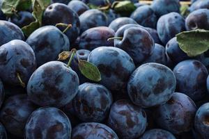 ciruelas maduras, ciruelas pasas con varias hojas de cerca. enfoque selectivo, poca profundidad de campo.foto de comida fruta ciruela. fondo de textura de ciruelas azules frescas. imagen de producto de fruta. foto