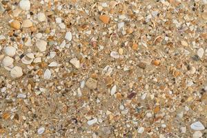 background of shells and sand on the coast of the sea, realistic sand background, for screensaver or advertising photo