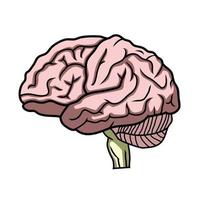 ilustración del cerebro humano vector