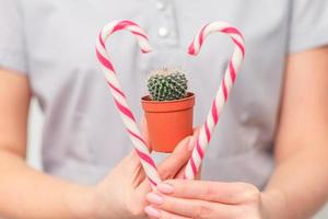 Small cactus in pot with christmas candy in hands photo