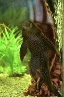 The blue ancistrus catfish or common ancistrus Ancistrus dolichopterus is one of the most common species of the chain-mail catfish family Loricariidae, an aquarium fish. photo