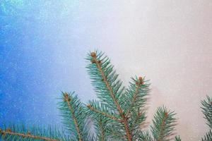 branch of blue spruce on shiny background. Copy space photo