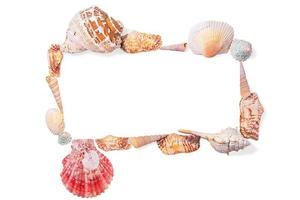 Rectangular frame from seashells, molluscs and seashells on white isolated background. Sea background. Copy space photo