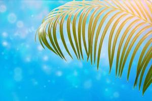 Palm branch on sunny day on blue background with bokeh. Concept of vacation, travel, beach. Copy space photo