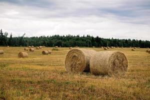 Haystacks in the field after harvest on a cloudy day. photo