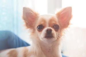 Chihuahua long-haired white with red coloring. Beautiful little dog near the window in the room. photo