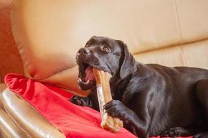 un perro labrador negro con un hueso. la mascota está echada en el sofá sobre la manta. foto