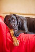 un perro labrador negro con un hueso. la mascota está echada en el sofá sobre la manta. foto