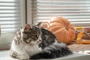 gato gris esponjoso se sienta en la ventana entre calabazas y hojas de otoño foto