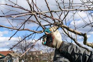 Pruning fruit trees in spring photo