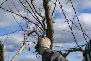 Pruning fruit trees in spring photo