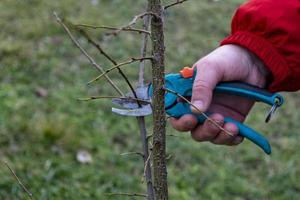 Pruning fruit trees in spring photo