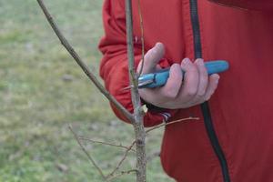 Pruning fruit trees in spring photo