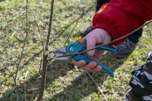 poda de arboles frutales en primavera foto