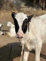 Cow and her baby white and brown photo