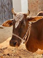 Cow and her baby white and brown photo