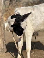 vaca y su bebé blanco y marrón foto
