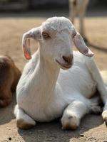 Young little goat baby black and white photo