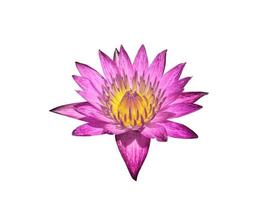 isolated pink lotus blossom on a white background, with clipping path.