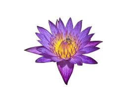 isolated purple lotus blossom with bees sucking nectar from pollen, on a white background, with clipping path.soft and selective focus.