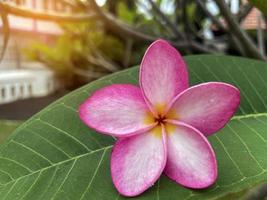 plumeria, Frangipani, Temple tree. The flowers are fragrant and are medicinal herbs used in combination with betel nut. Soft and selective focus. photo