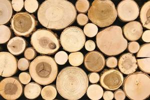 round teak wood stump background. Trees cut section for background texture photo