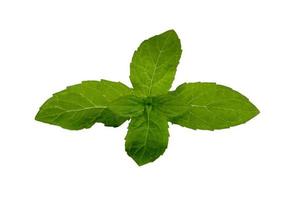 Fresh mint isolated photo