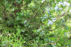 Green thuja or juniper tree branches wis berries background close up photo