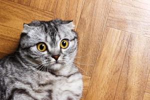 Surprised Cat lying on the floor, close up. British cat lying on the floor with copy space photo