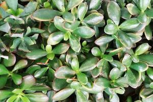 crassula verde con fondo de hojas verde oscuro foto