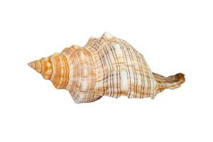 Sea shell on white background photo