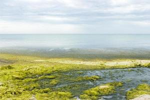 algas verdes en la orilla del mar. concepto de ecología y desastres naturales foto