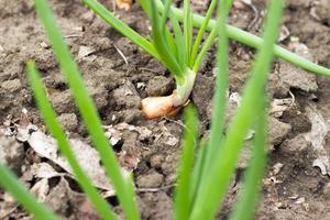 Germinated onion in soil close-up photo