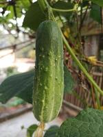 Fresh cucumbers growing on the plant photo