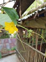 cucumber leaf  with flowers photo