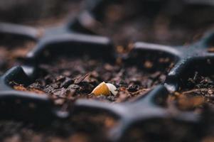 cultivar verduras y frutas en bandejas de plantación. creciente foto