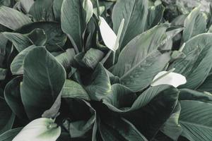 A close up portrait of two blooming white peace lily flowers photo