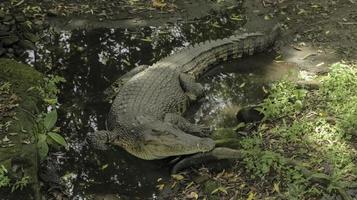 A portrait of spectacled caiman or white caiman or common caiman photo