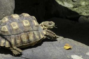 tortuga sulcata africana descansando en el jardín, áfrica incitó a la tortuga a tomar el sol en el suelo con su caparazón protector foto