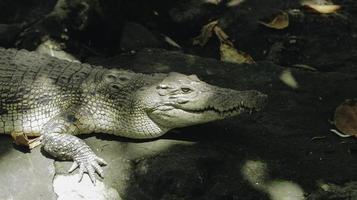 A portrait of spectacled caiman or white caiman or common caiman photo